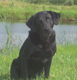 Storm's Ahead Kennels - Stormy.