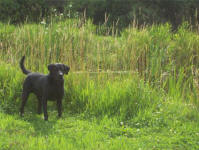 Storm's Ahead Kennels - Stormy.