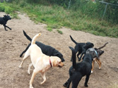 Kennel friends