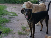 Kennel friends