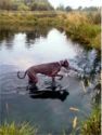 Great Dane boarder at Storm's Ahead Kennels.