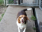 Happy kennel friend