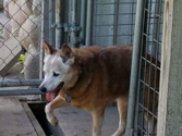Kennel friend