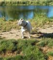 Lucky, one of Storm's Ahead Kennels boarding dogs.
