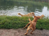 Playing in the pond