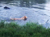 Swimming
