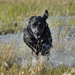 gun dog breeding