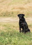 labrador breeding program