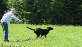 hunting dogs