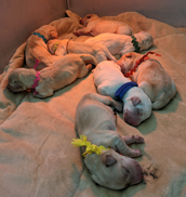 Labrador Retriever puppies