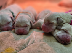 New retriever puppies