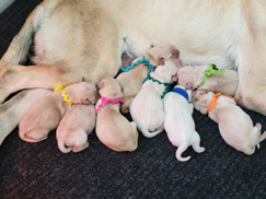 New yellow lab litter
