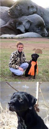 Storm's Ahead Kennels boarding, Labrador training and breeding.