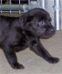 Puppy pictures