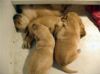 4 week old Storm's Ahead Kennels yellow lab pups.