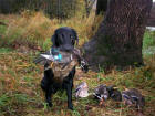 Storm's Ahead Kennels labrador retriever, Boomer.