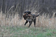Basic gun dog obedience classes.