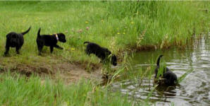 Storm's Ahead Kennels Puppy Head Start training program.